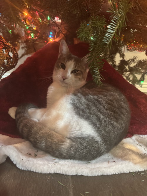 picture of the cat needing adoption