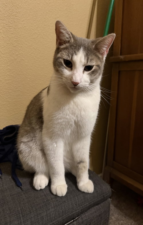 picture of the cat needing adoption