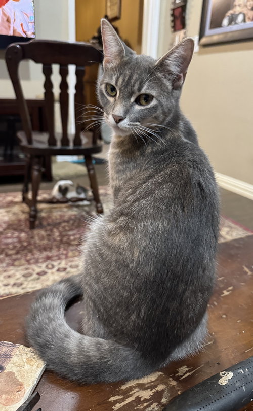 picture of the cat needing adoption