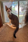 adoptable Cat in  named Bugsy K