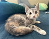 adoptable Cat in  named Canna Lily