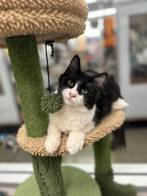 picture of the cat needing adoption