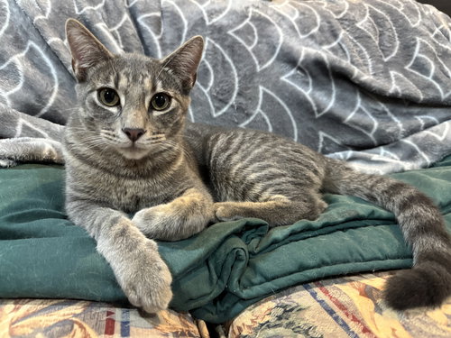 picture of the cat needing adoption