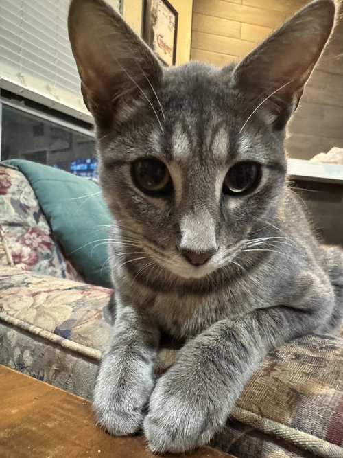 picture of the cat needing adoption