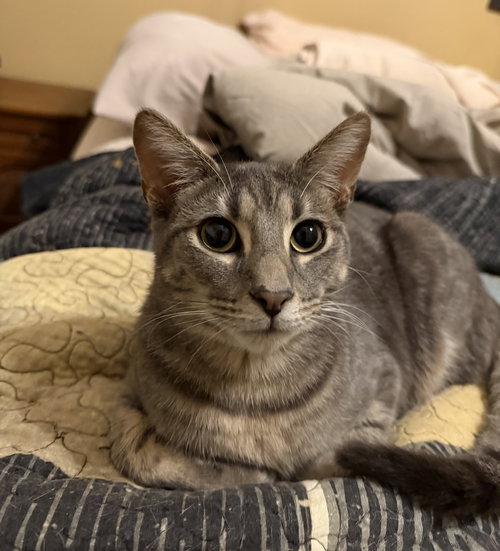picture of the cat needing adoption