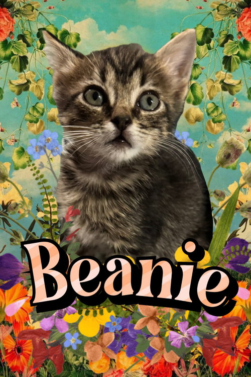 picture of the cat needing adoption