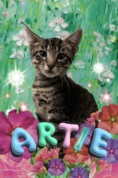 picture of the cat needing adoption