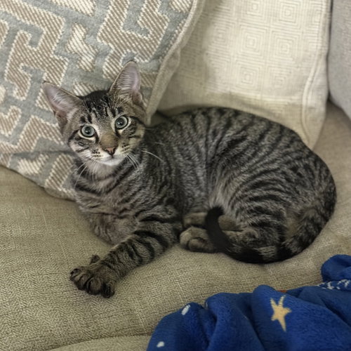 picture of the cat needing adoption