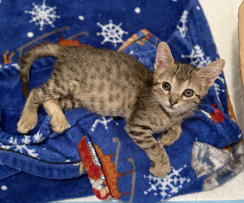 picture of the cat needing adoption