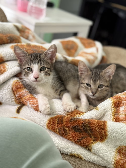 picture of the cat needing adoption