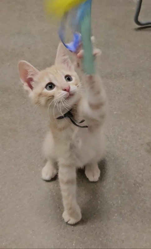 picture of the cat needing adoption