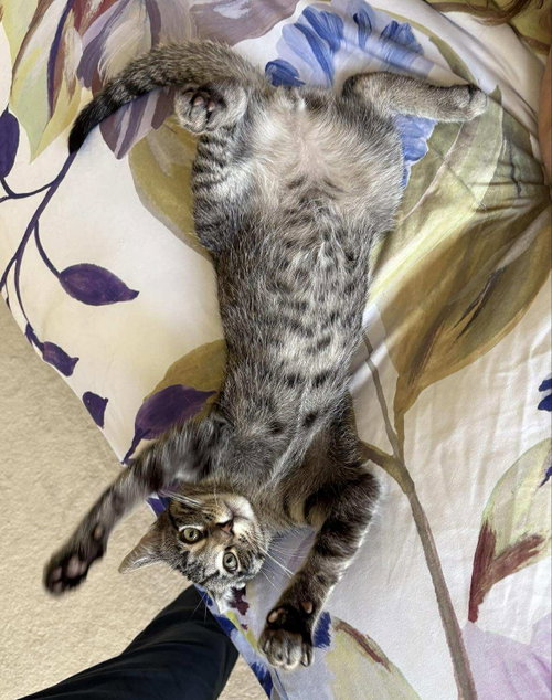picture of the cat needing adoption