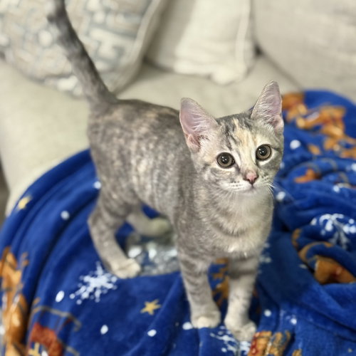 picture of the cat needing adoption