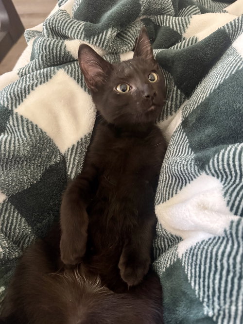 picture of the cat needing adoption