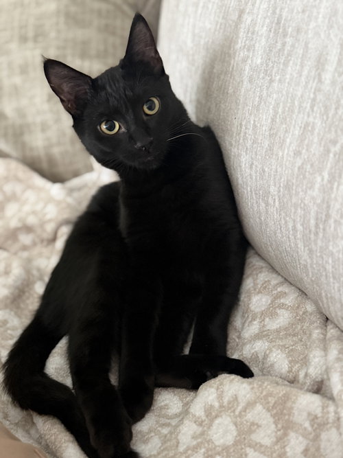 picture of the cat needing adoption