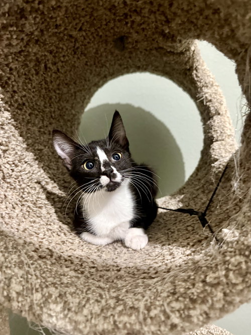 picture of the cat needing adoption