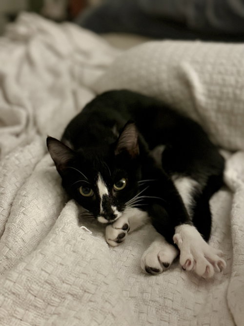 picture of the cat needing adoption