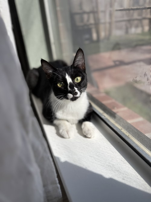 picture of the cat needing adoption