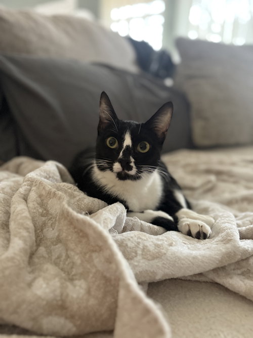 picture of the cat needing adoption