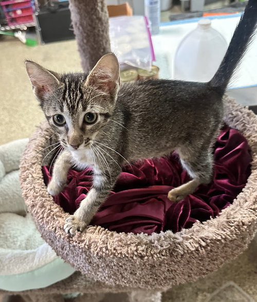 picture of the cat needing adoption