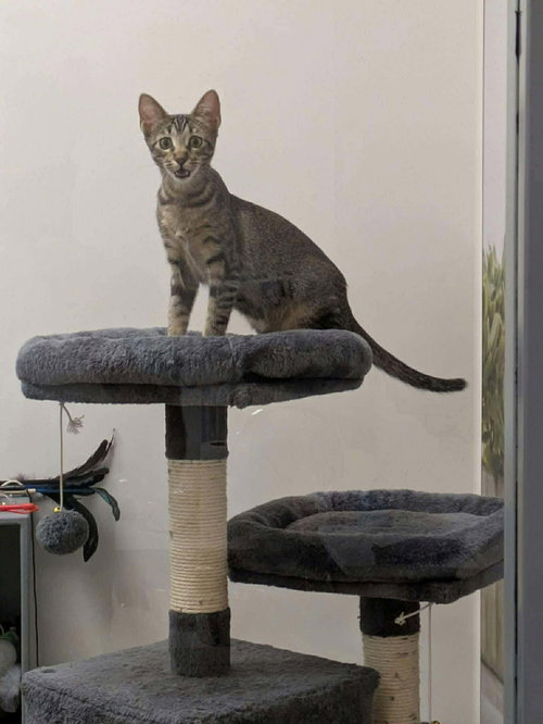 picture of the cat needing adoption