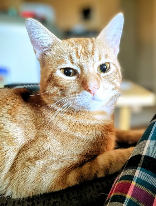 picture of the cat needing adoption