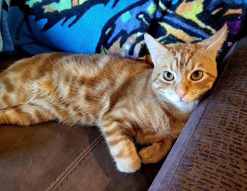 picture of the cat needing adoption