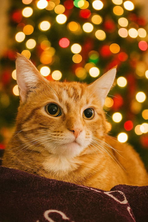 picture of the cat needing adoption
