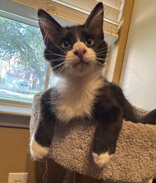 picture of the cat needing adoption
