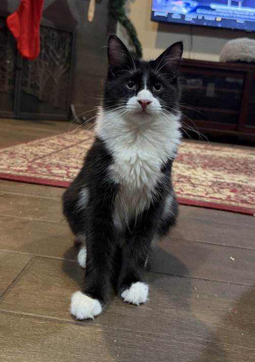 picture of the cat needing adoption