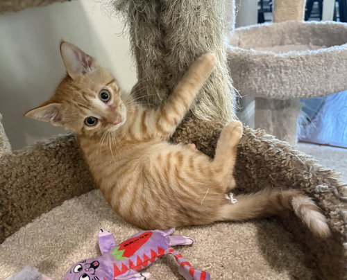 picture of the cat needing adoption