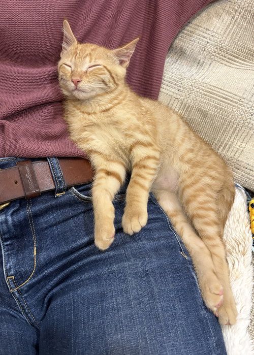 picture of the cat needing adoption