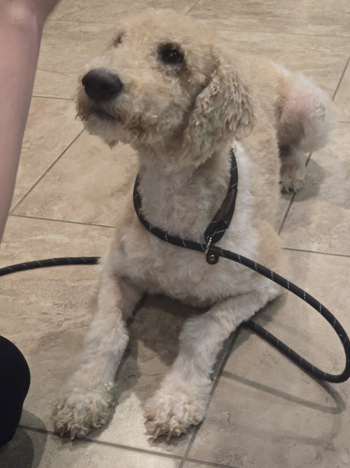 picture of the dog needing adoption