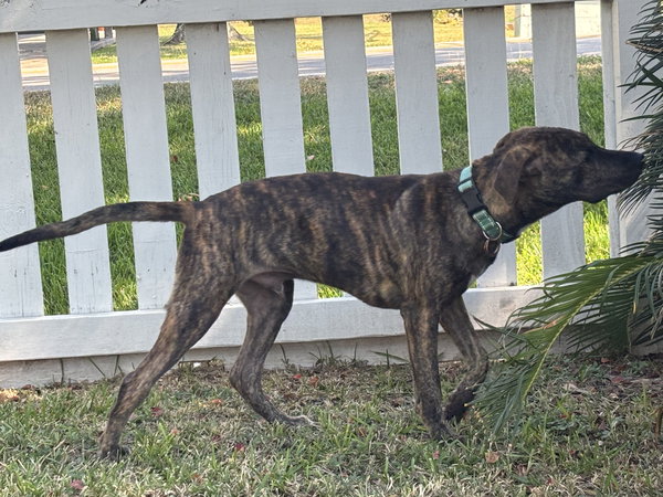 Jekyll