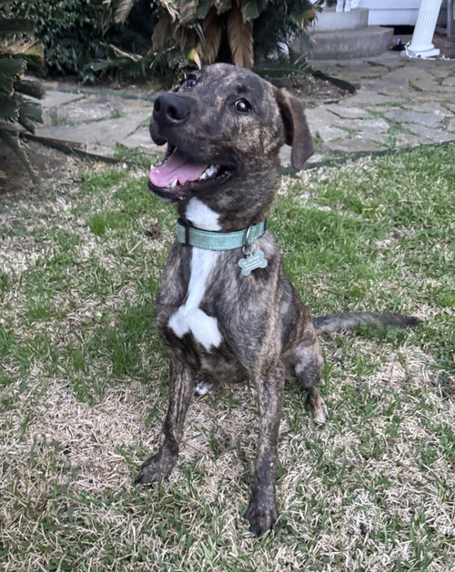 Jekyll, an adoptable Plott Hound in Rosenberg, TX