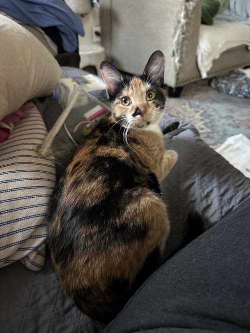 picture of the cat needing adoption