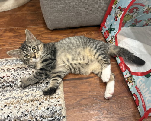 picture of the cat needing adoption