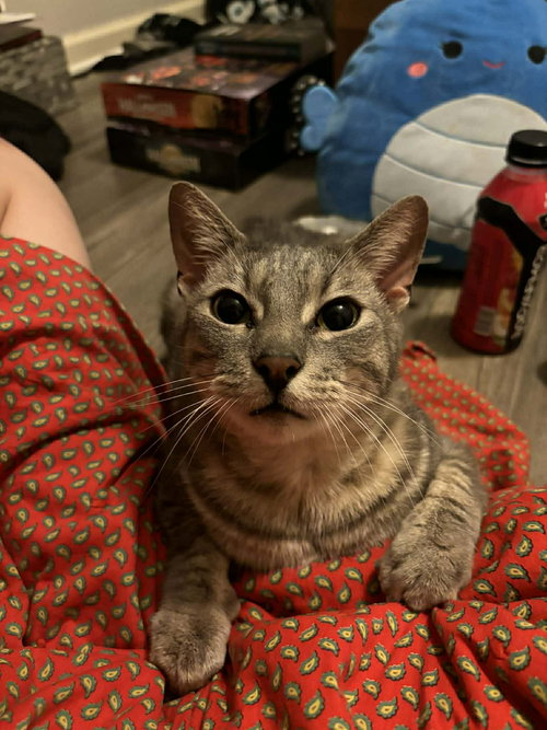 BENDER - Domestic Short Hair / Tabby available for adoption