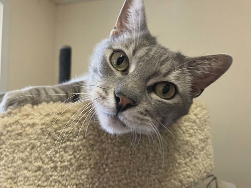 picture of the cat needing adoption