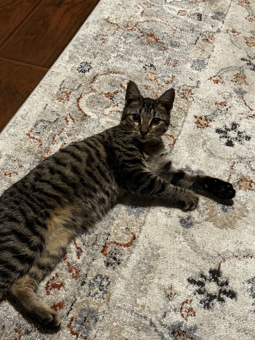 picture of the cat needing adoption
