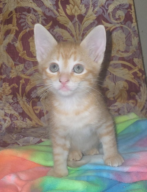 picture of the cat needing adoption