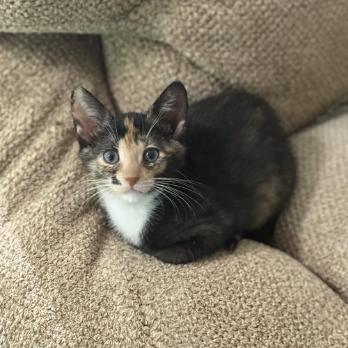 picture of the cat needing adoption