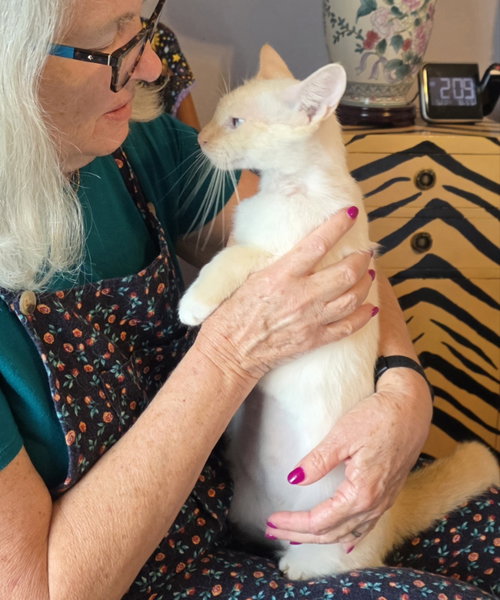 picture of the cat needing adoption