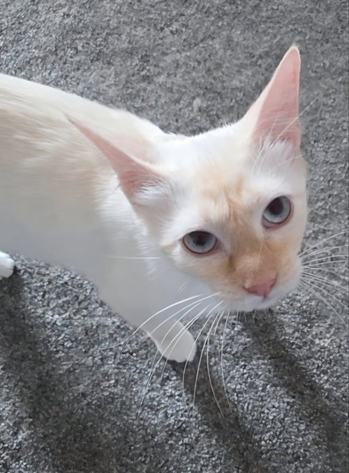picture of the cat needing adoption