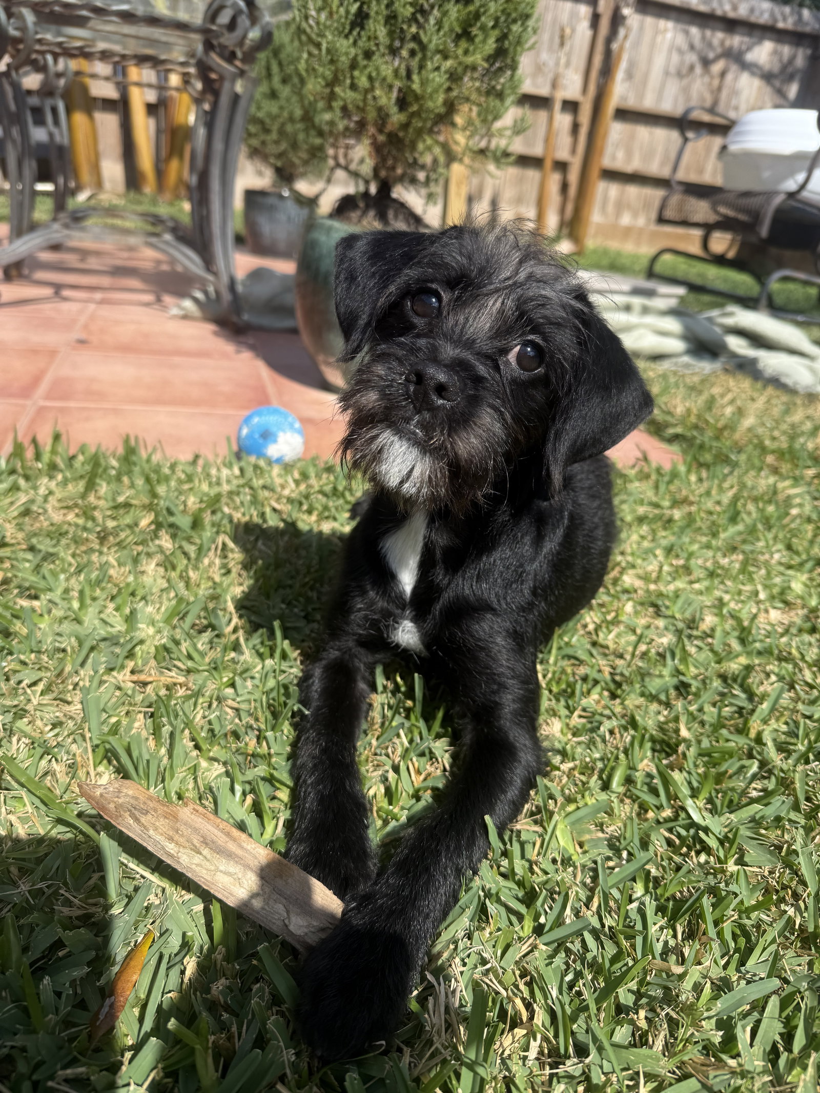 Schnauzer