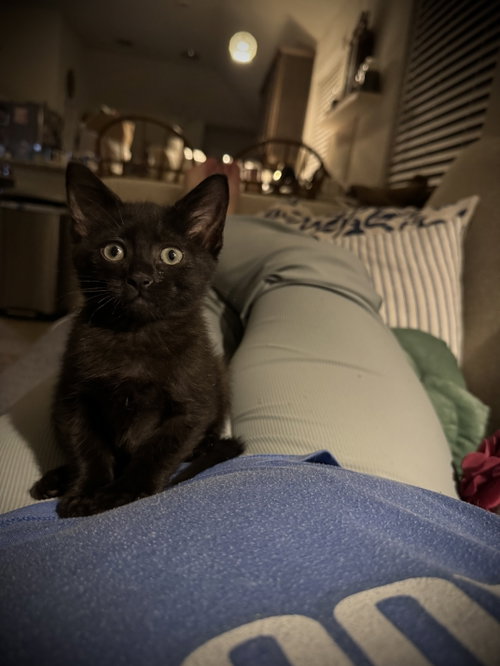 Milton Dub, an adoptable Domestic Short Hair in Rosenberg, TX