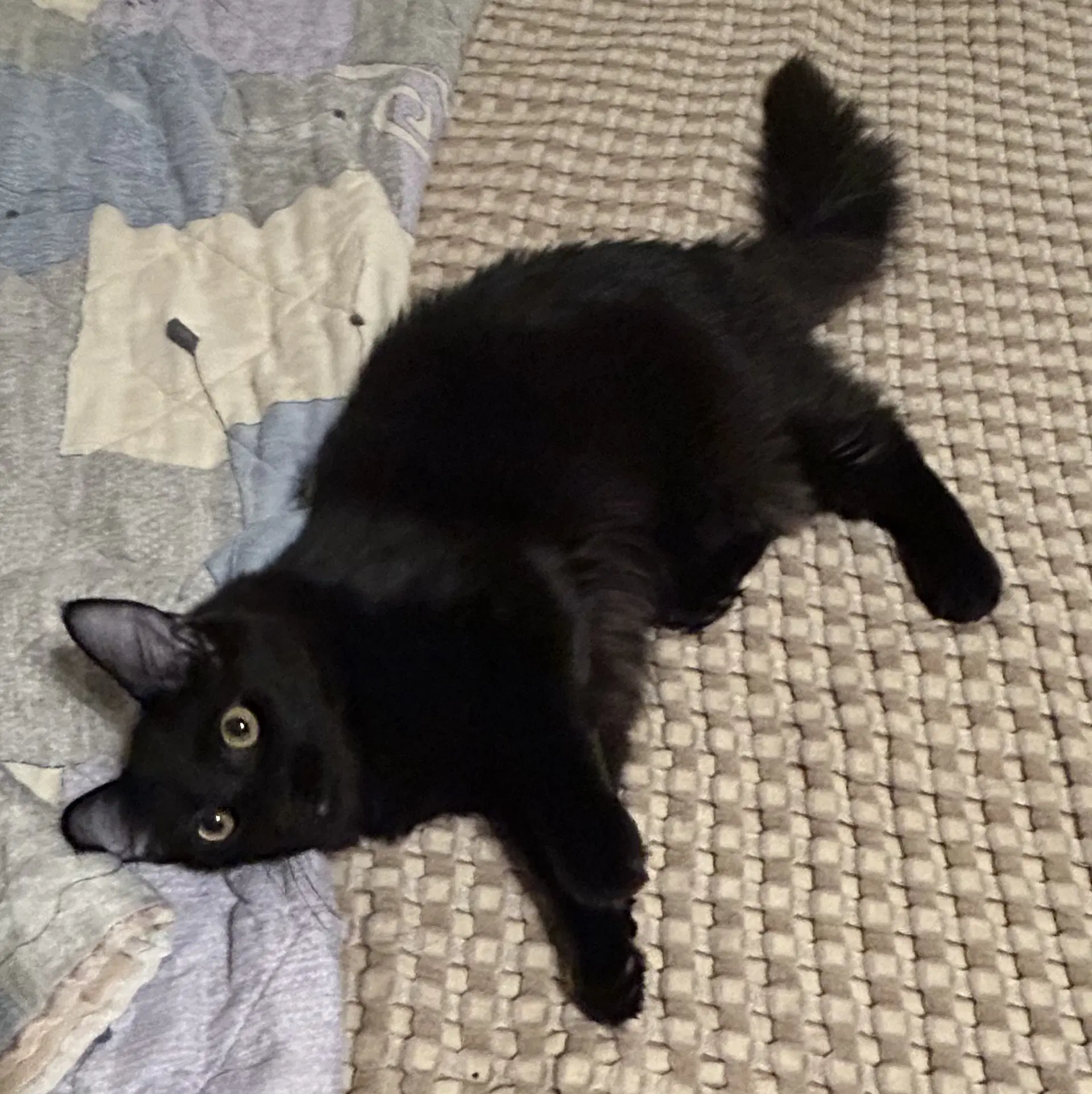 Millicent Dub image 1