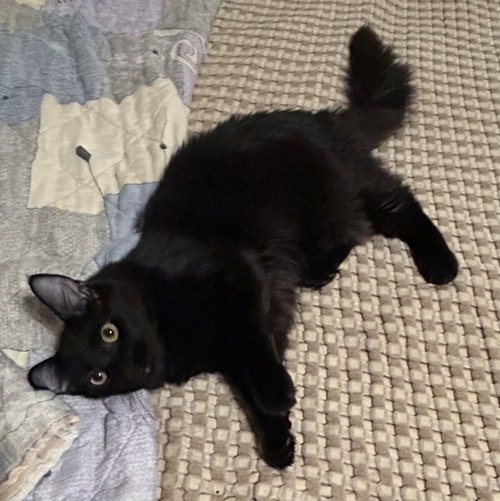 picture of the cat needing adoption