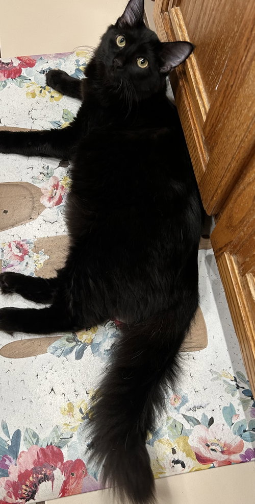 Millicent Dub, a cat for adoption from Saving Our Companion Animals - Fort Bend County