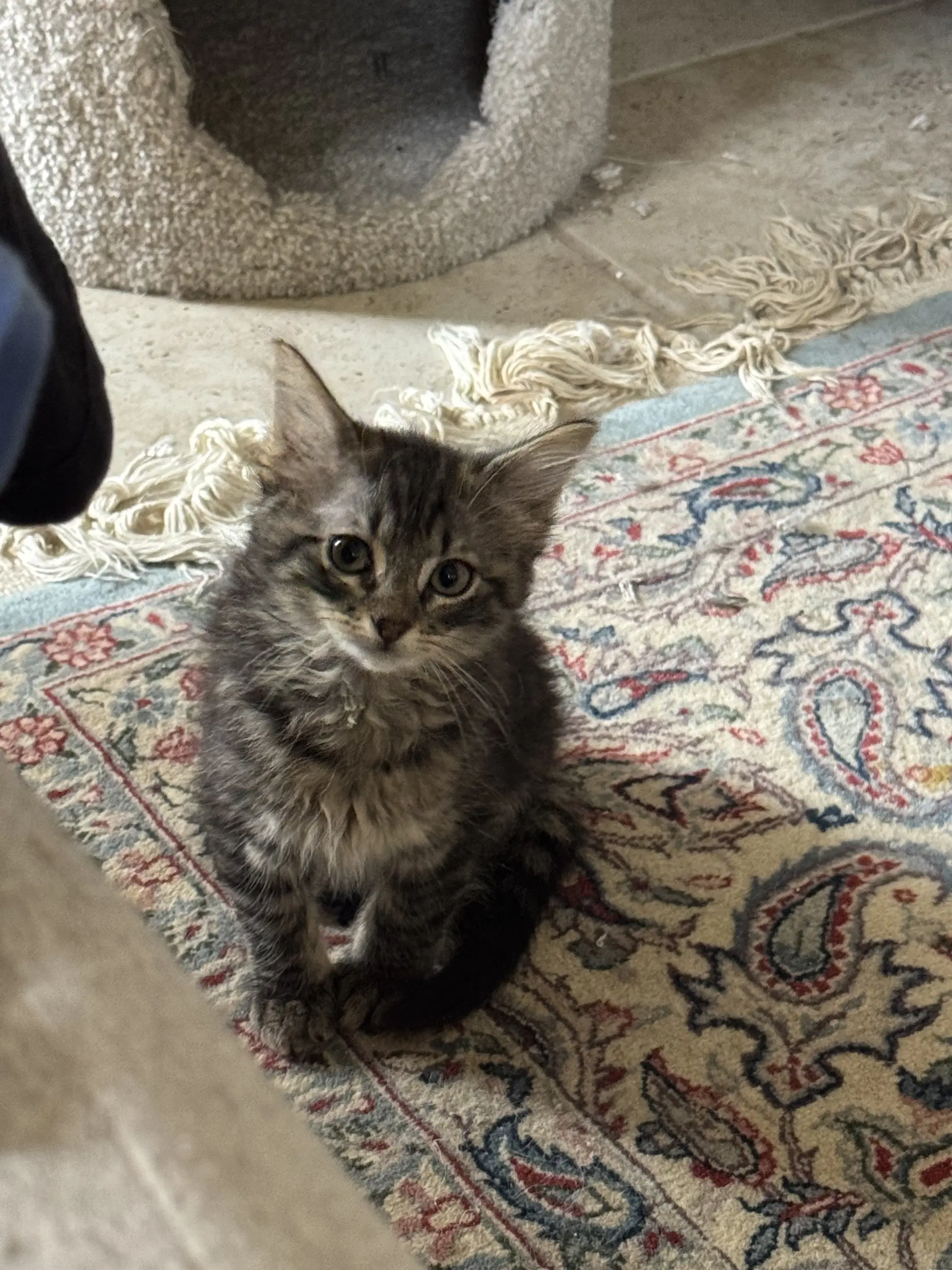 Mildred Dub - Domestic Long Hair